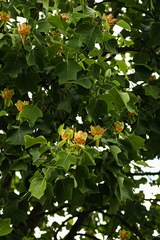 Liriodendron tulipifera