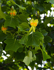Liriodendron tulipifera