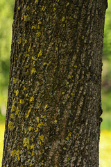 Liriodendron tulipifera