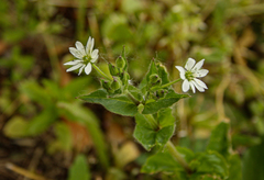 Stellaria aquatica