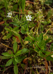Stellaria aquatica