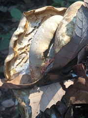 Osteina