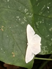 Lepidoptera