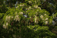 Robinia pseudoacacia