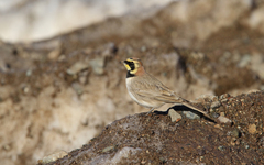 Eremophila alpestris atlas
