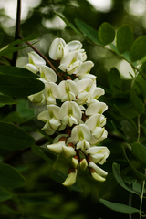 Robinia pseudoacacia