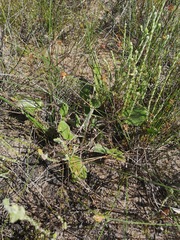 Haplocarpha oocephala