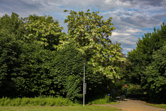 Robinia pseudoacacia