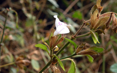 Hypoestes triflora