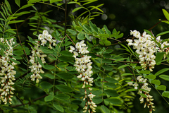 Robinia pseudoacacia