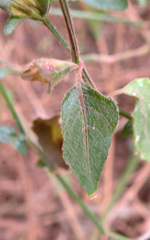 Hypoestes triflora