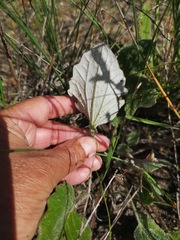 Haplocarpha oocephala