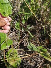 Haplocarpha oocephala