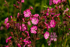 Silene dioica
