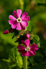 Silene dioica