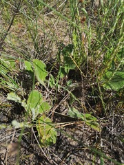 Haplocarpha oocephala