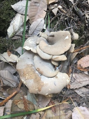 Osteina
