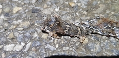 Elaphe schrenckii