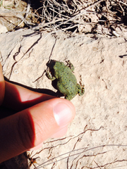 Anaxyrus debilis