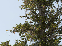 Pinus balfouriana