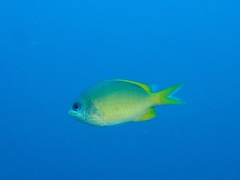Chromis analis