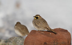 Eremophila alpestris atlas