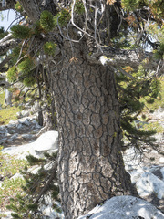 Pinus balfouriana