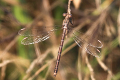 Archilestes