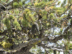 Pinus balfouriana
