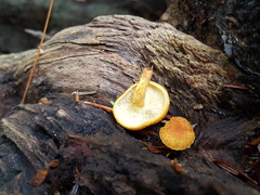Phaeomarasmius proximans