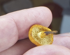 Phaeomarasmius proximans