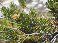Pinus balfouriana