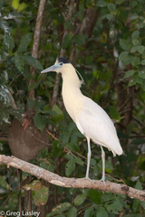 Capped Heron photo 3