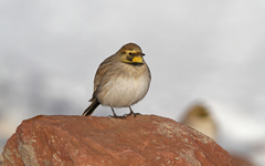 Eremophila alpestris atlas