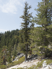 Pinus balfouriana
