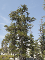 Pinus balfouriana