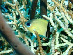 Pycnochromis retrofasciatus