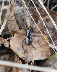 Alopecosa inquilina