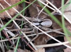 Alopecosa inquilina