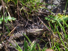 Calliptamus italicus