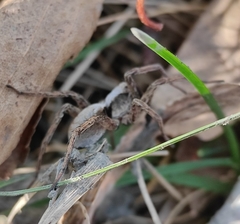 Alopecosa inquilina