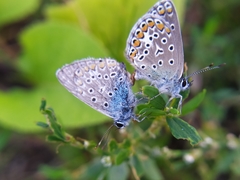 Polyommatus