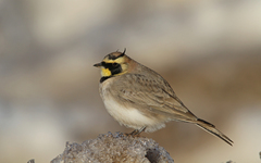 Eremophila alpestris atlas