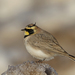 Atlas Horned Lark - Photo (c) Christoph Moning, some rights reserved (CC BY), uploaded by Christoph Moning