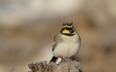 Eremophila alpestris atlas