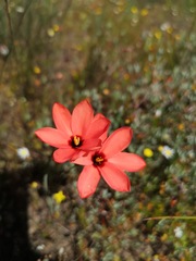 Ixia tenuifolia