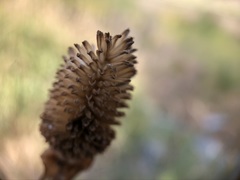 Rudbeckia occidentalis