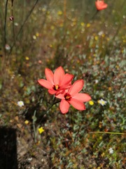 Ixia tenuifolia