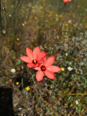 Ixia tenuifolia