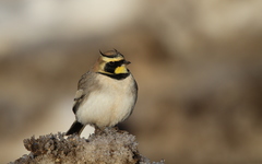 Eremophila alpestris atlas